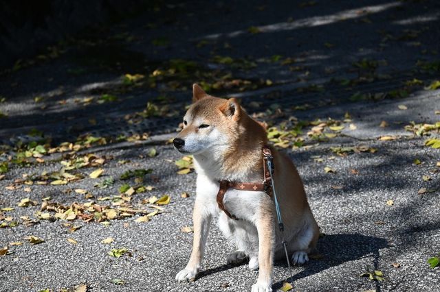 DSC_0223小.jpg