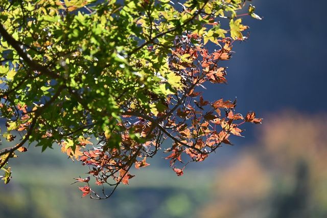 DSC_0225小.jpg