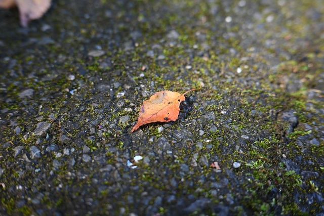 DSC_0353小.jpg