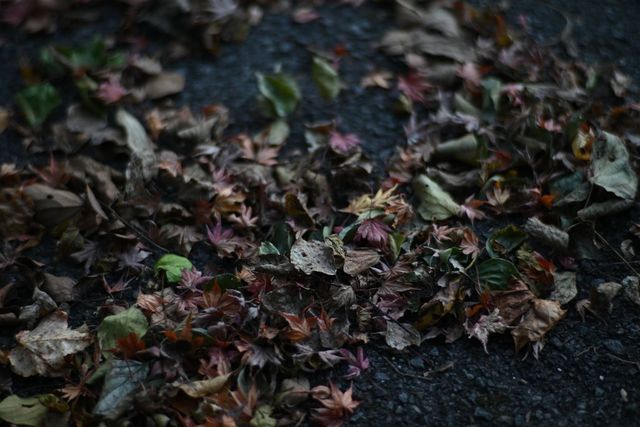 DSC_0601小.jpg