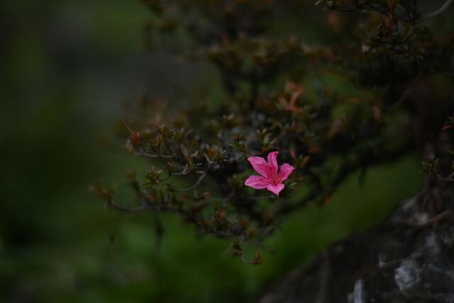 DSC_0603小.jpg