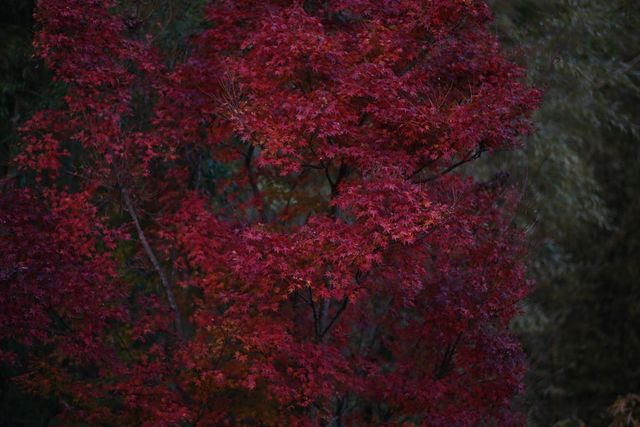 DSC_0604小.jpg