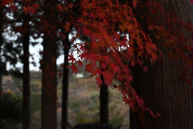 DSC_0618小.jpg