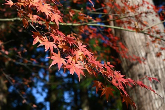 DSC_0654小.jpg