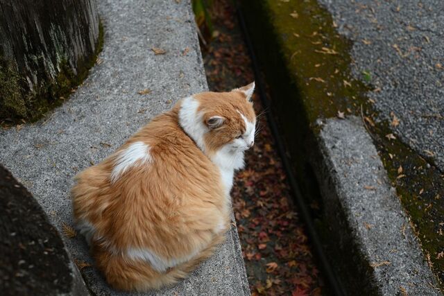 DSC_0679小.jpg