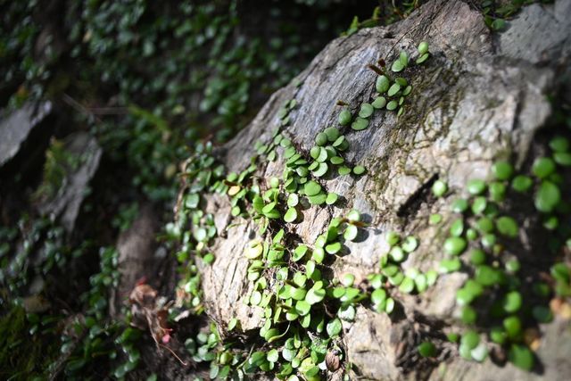 DSC_0752小.jpg