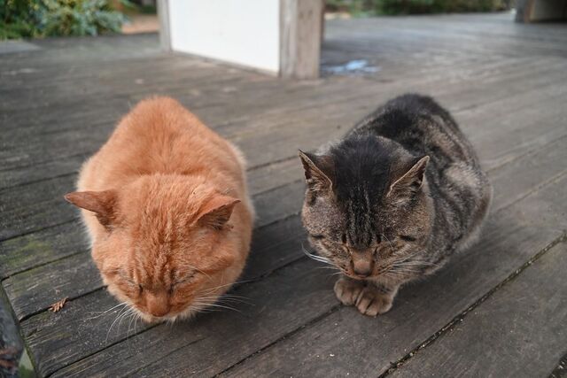 DSC_0997小.jpg