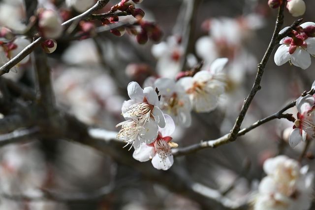 DSC_1089小.jpg
