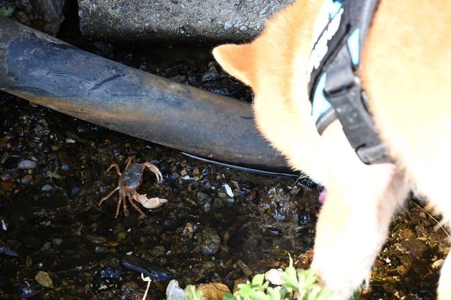 DSC_1238小.jpg