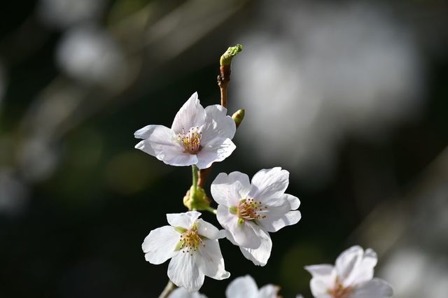 DSC_1248小.jpg