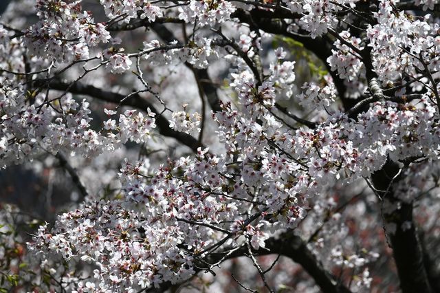 DSC_1261小.jpg