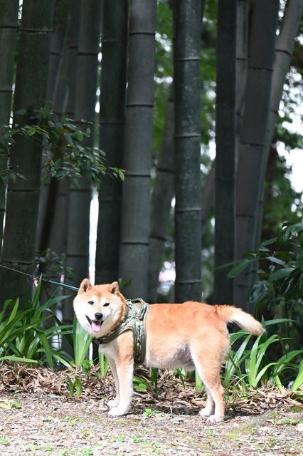 DSC_1305小.jpg