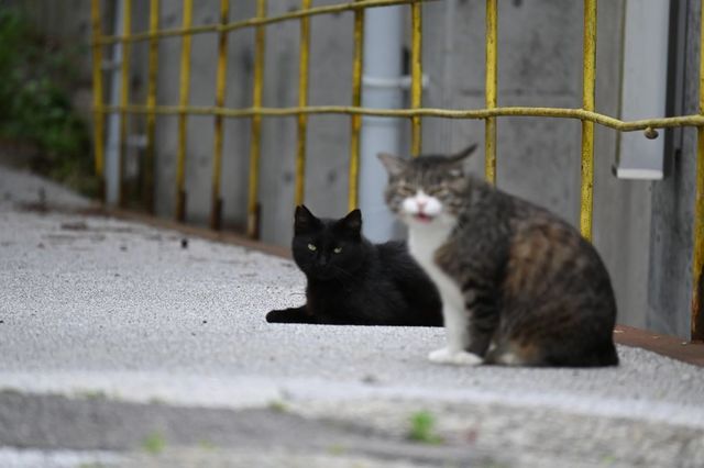 DSC_1330小.jpg
