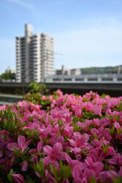 DSC_2335小.jpg