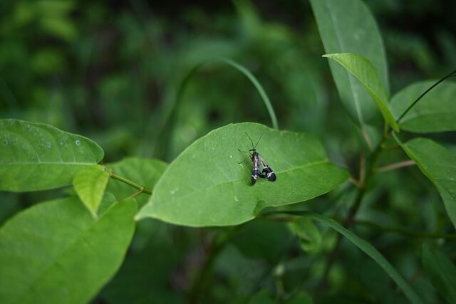 DSC_2348小ヤマトシリアゲ.jpg