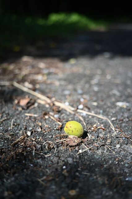 DSC_2362小.jpg