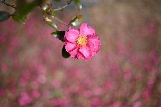 DSC_2684小.jpg