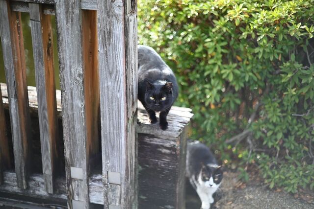 DSC_2703小.jpg
