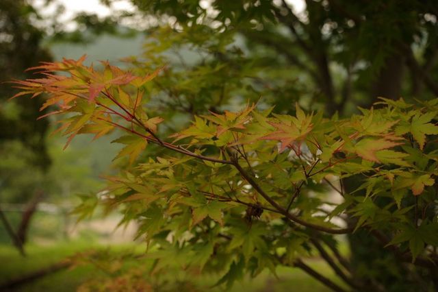 IMGP0411小.jpg