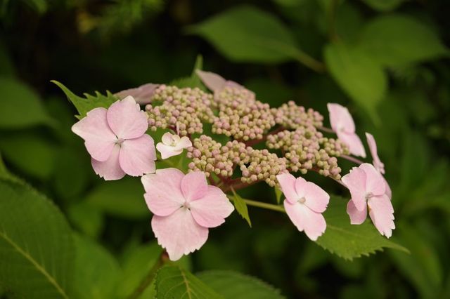 IMGP0426小.jpg