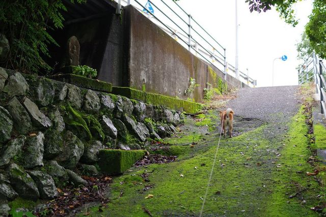 IMGP0598小.jpg