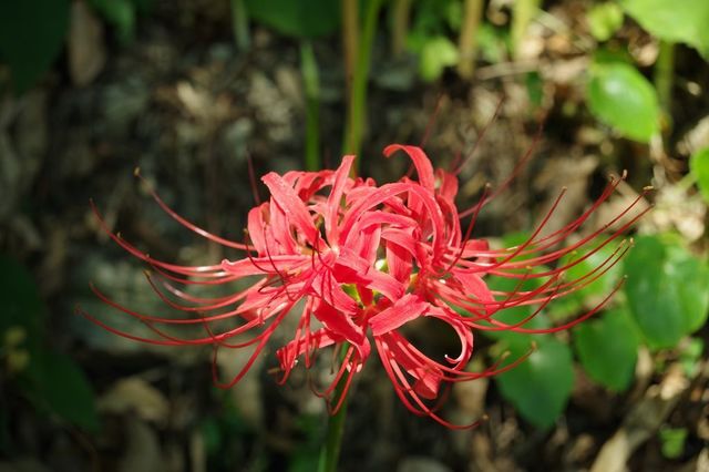IMGP1386小.jpg