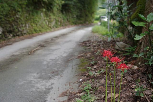 IMGP1675小.jpg