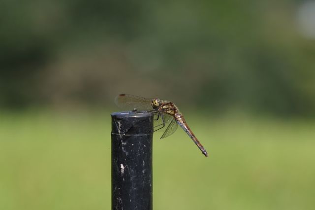 IMGP2071小.jpg