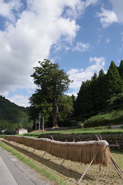 IMGP2445小.jpg