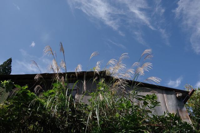 IMGP2559小.jpg