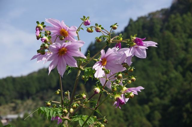 IMGP2950小.jpg