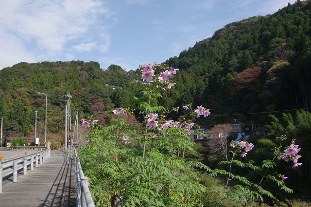 IMGP2954小.jpg