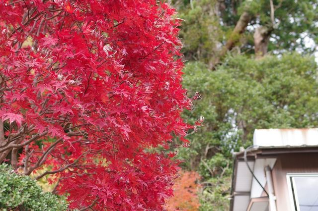 IMGP2983小.jpg