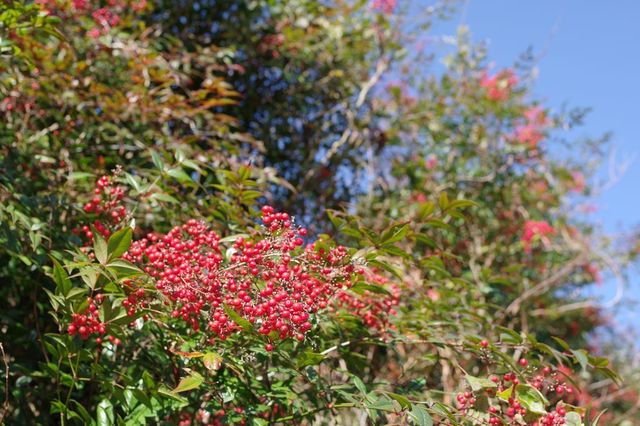 IMGP3006小.jpg