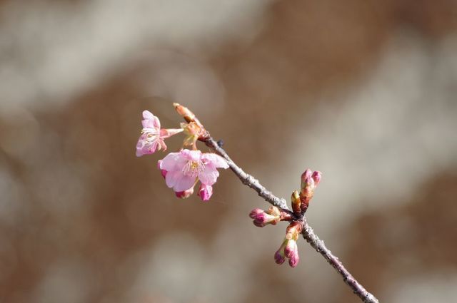 IMGP3620小.jpg