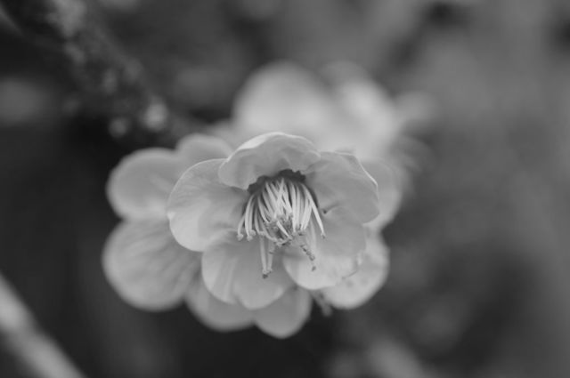 IMGP3632小g256.jpg