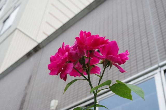 IMGP4128小.jpg
