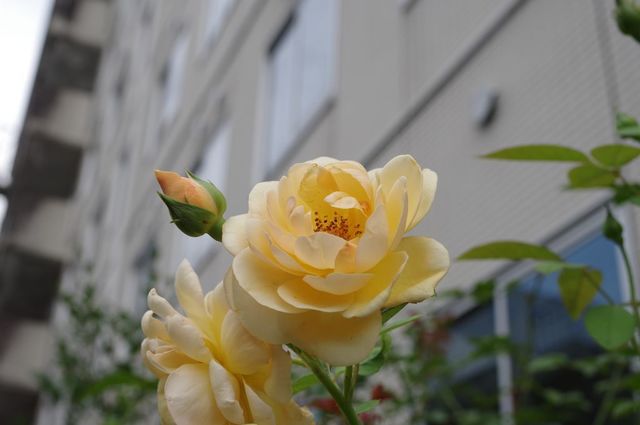 IMGP4129小.jpg