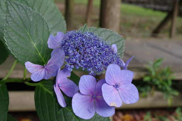 IMGP4183小.jpg