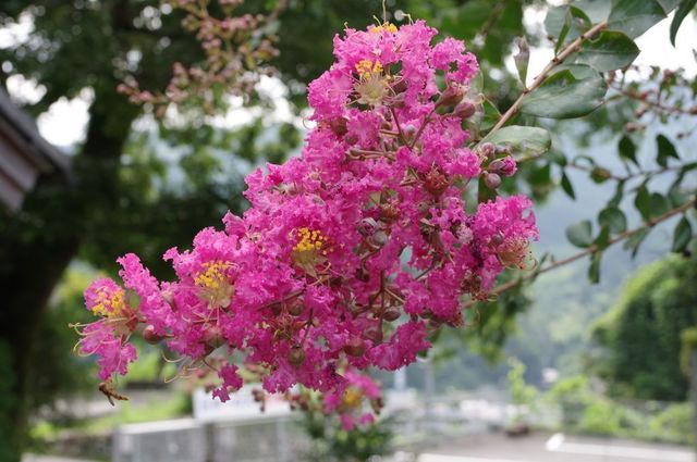 IMGP4192小.jpg