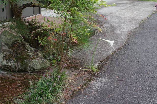 IMGP4327小.jpg