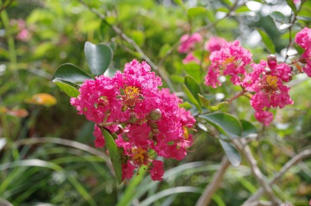 IMGP4431小.jpg