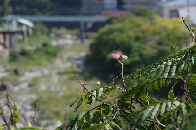 IMGP4505小.jpg