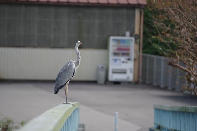 IMGP4847小.jpg