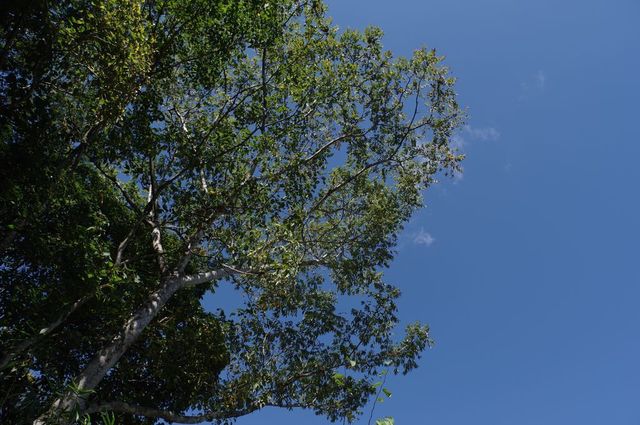 IMGP5263小.jpg
