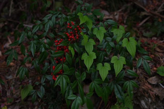 IMGP5489小.jpg