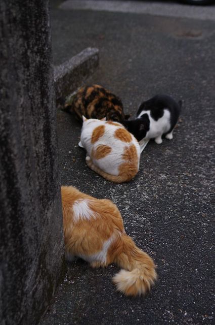 IMGP5498小.jpg