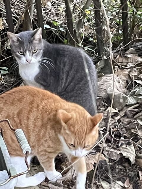 IMG_1613ネコ小.jpg