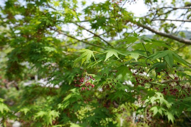 P1000694小.jpg