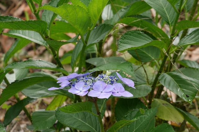 P1030652小.jpg